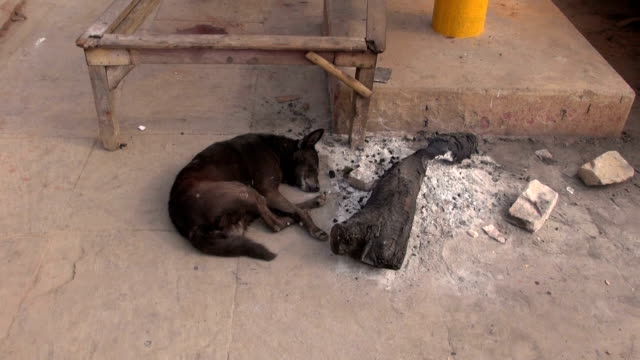 Hund-schlafen-in-der-Nähe-von-Feuer-ash-in-Varanasi,-Indien