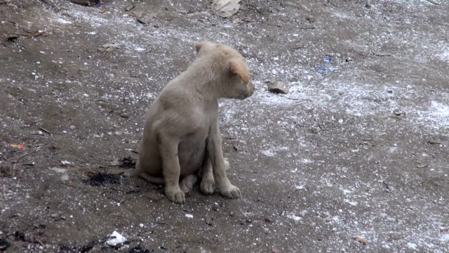 Wenig-schmutzig-Hund,-tiergerechtes-am-Ganges-coast,-Indien
