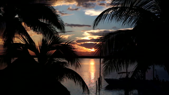 Sunset-through-palm-tree-leafs-silhouette-on-beach