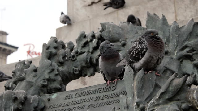 Pigeons-in-the-Milan-Cathedral-square