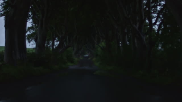 4k-Horror-Shot-of-Dark-Hedges-in-Rainy-day-with-a-creature-far-away,-N.-Ireland
