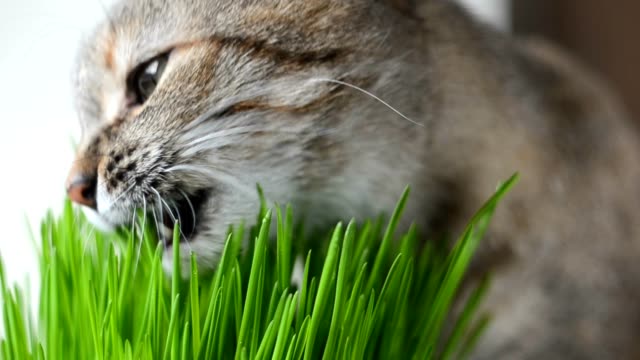 Glückliche-Katze-essen-frischen-grünen-Rasen