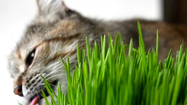 Gato-feliz-comiendo-hierba-verde-fresca