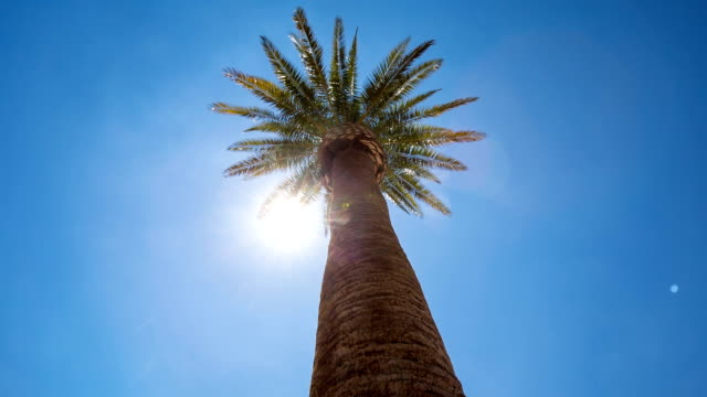 Looking-Up-at-Palm-Tree-and-Sun-Flare-Move-Right