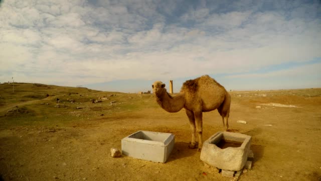 camello-mastica,-contenedores-de-concreto-para-el-alimento,-al-este-de-Turquía,-frontera-con-Siria