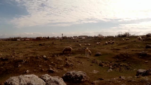 Pastor-y-rebaño-de-ovejas-en-la-colina-y-ruinas