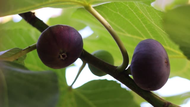 Feigenbaum-mit-dunklen-Früchten.-Schwarze-Mission-Feigen