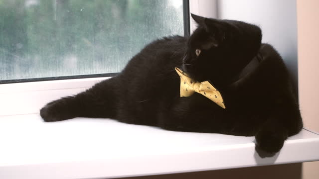 Gato-negro.-Gato-negro-con-lazo-amarillo-está-en-la-repisa-de-la-ventana