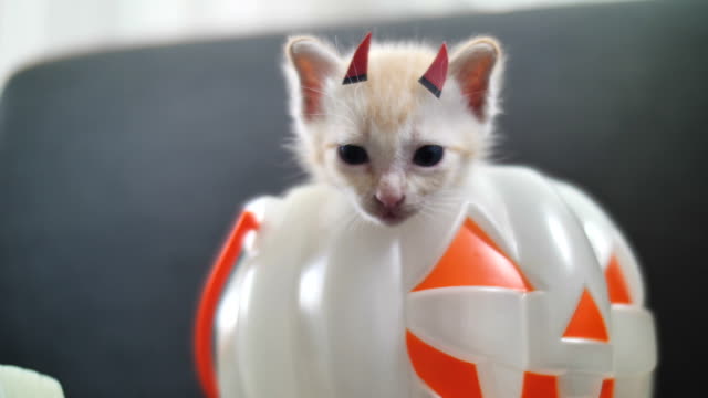4K-Cute-tabby-kitten-hiding-inside-pumpkin-bucket,-Happy-Halloween