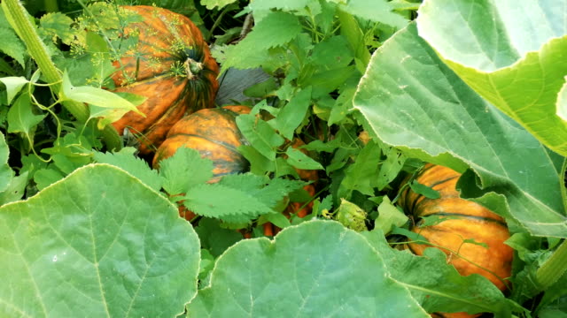 Ripe-orange-pumpkins-between-green-plants