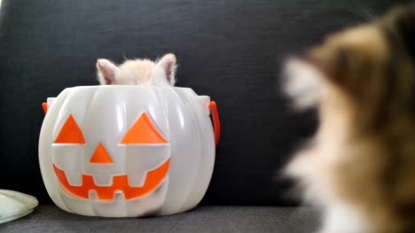 4K-süße-Tabby-Kätzchen-versteckt-im-Inneren-Kürbis-Eimer,-Happy-Halloween