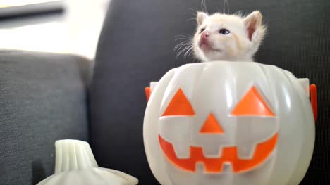 4K-süße-Tabby-Kätzchen-versteckt-im-Inneren-Kürbis-Eimer,-Happy-Halloween