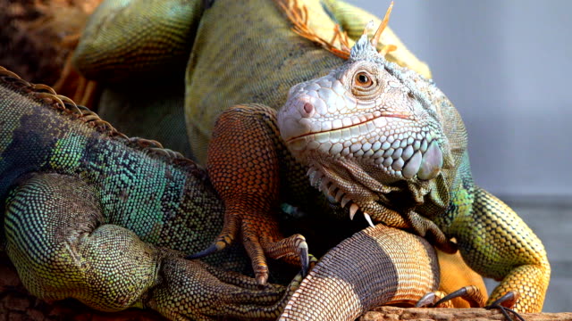 Close-up-Iguana-looking-on-other-iguana-sitting-on-tree