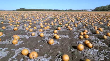 Pumpkin-Patch-auf-eine-Farm-bereit-zur-Ernte-Antenne-Überführung