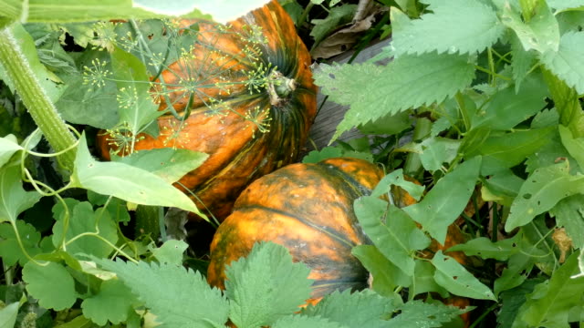 Closeup-view-of-ripe-orange-pumpkins-between-green-plants