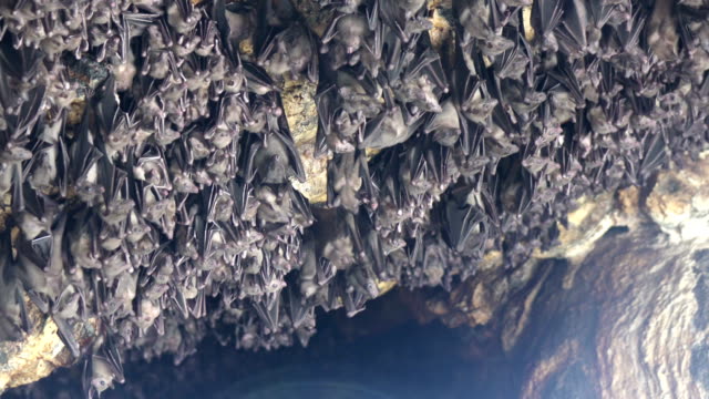 Mouse-Bats-on-the-cave-arch-in-Pura-Goa-Lawah-(bat-cave-temple).-The-temple-is-built-surrounding-a-limestone-cave-that-housed-thousands-of-bats.-East-Bali.-Indonesia,