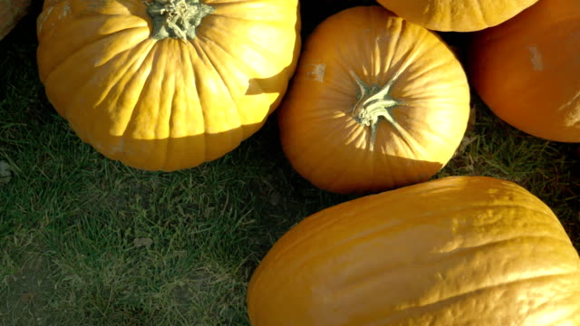 Kürbis-ernten.-Halloween-Kürbisse.-Herbst-ländliche-rustikale-Hintergrund-mit-Gemüse-Knochenmark.