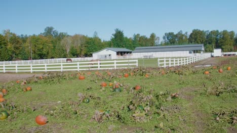 Pumpkins-on-a-Farm-With-Horses