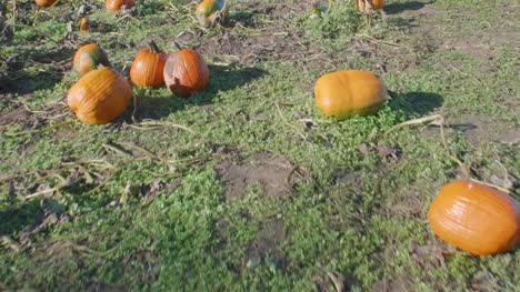 Flyover-Shot-of-Various-Ripe-Pumpkins-in-Patch