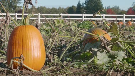 Pumpkins-Growing-on-Farm-White-Fence-Background