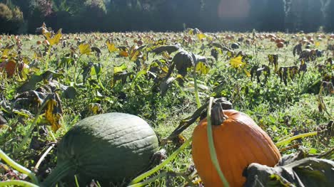 Green-and-Orange-Pumpkins-in-Patch-Gimbal-Shot-Early-Morning-Light-Flare