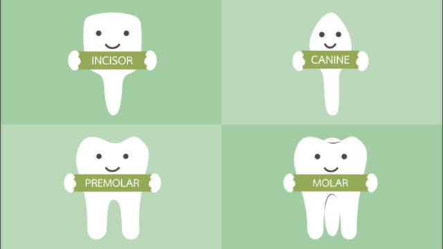 glücklich-Zahn-Art-mit-einzelnen-Word---Schneidezahn,-Eckzahn,-Prämolaren,-Molar-Zähne