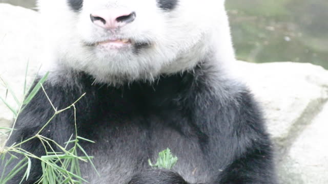 Panda-de-comer-las-hojas-de-bambú-en-el-lado-de-la-piscina