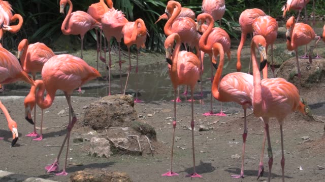 Karibik-Flamingo-herumlaufen-und-auf-der-Suche-nach-Essen-und-entspannen
