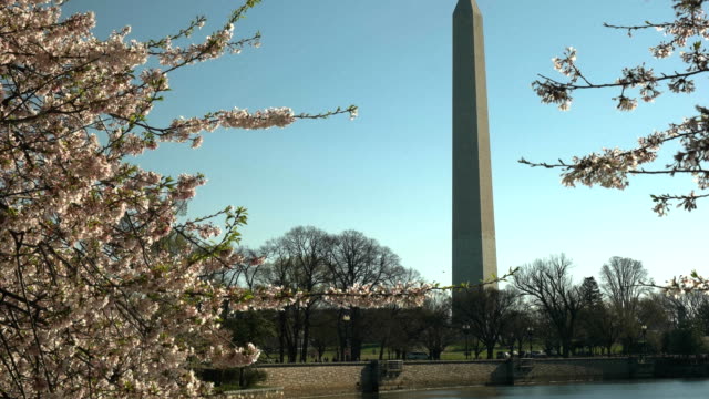 tilt-down-shot-of-the-washington-monument-and-cherry-blossoms