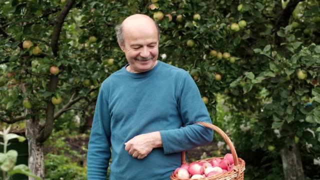Der-senior-Kaukasische-Mann-im-blauen-Pullover-genießt-die-Ernte-der-Äpfel-im-Garten