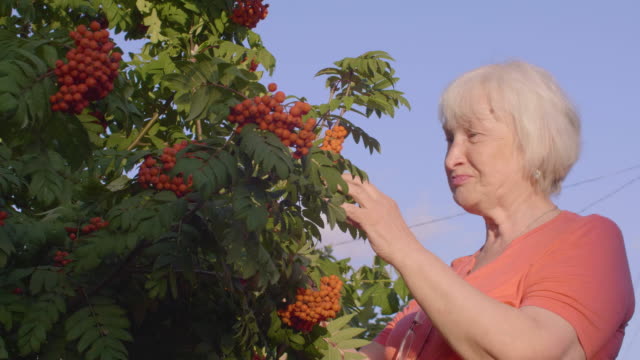 Smiling-senior-woman-trying-rowan-berries-in-garden