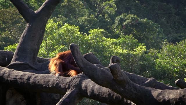 Movimiento-lento-de-orangután-adulto-subido-en-la-parte-superior-del-árbol-en-el-bosque