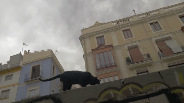 Eine-spanische-Straßenkatze