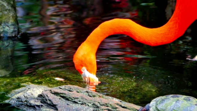 Flamingo-Bird-Drinking-Water-and-Standing-Up