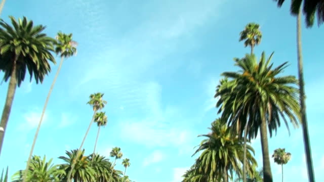 Rodeo-Drive-palm-trees---HD