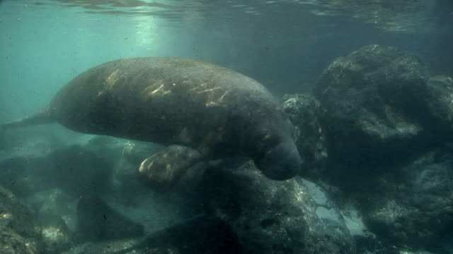 West-Indian-Manatee-swims-by-rocks