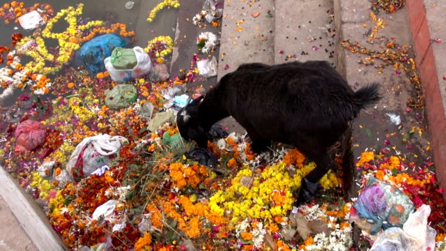goat-eating-hindu-religious--flowers-on-Ganges-coast,-Varanasi,India