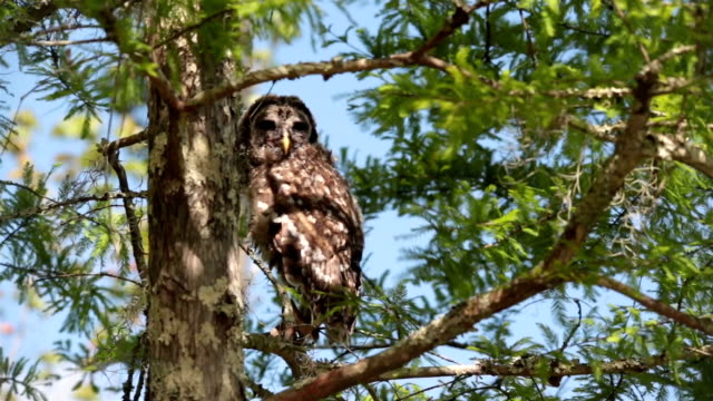 Owl-youngling-close-up-in-green-trees,-blue-sky,-Batavaria-swamp,-Louisiana,-USA