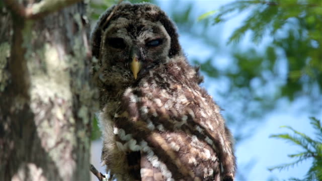 owl-perched-in-the-trees,-blue-sky,-Batavaria-swamp,-Louisiana,-USA,-close-up