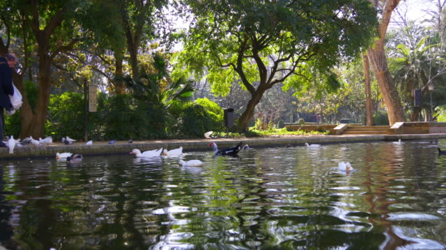 Sevilla-Park-und-den-Teich-mit-Enten-und-Tauben-in-Sonne-Licht-4-k-Spanien
