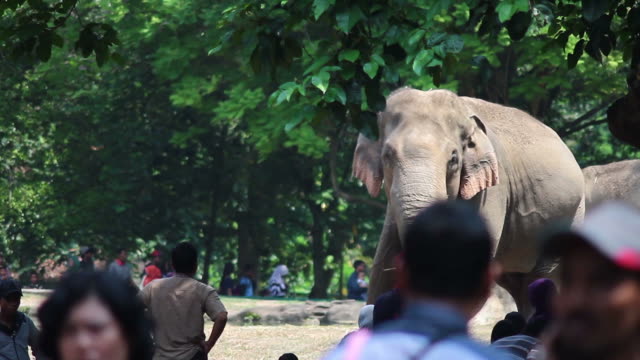 Sumatera-el-elefante-en-el-zoológico-de-Jakarta-Ragunan