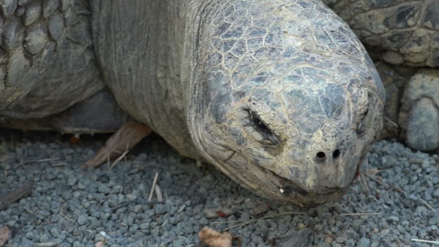 Galapagos-tortoise