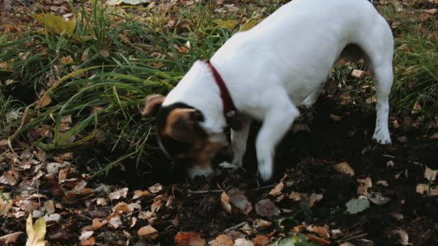 Raza-de-perro-a-pie-de-Jack-Russell-Terrier-en-el-Parque