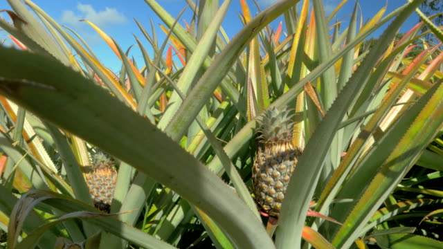 View-of-pineapple-plants-farm-in-summer-season-against-blue-sky,-Mauritius-Island