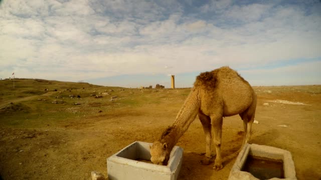 a-camel-eats-from-concrete-creches-close-to-the-border-between-Turkey-and-Syria