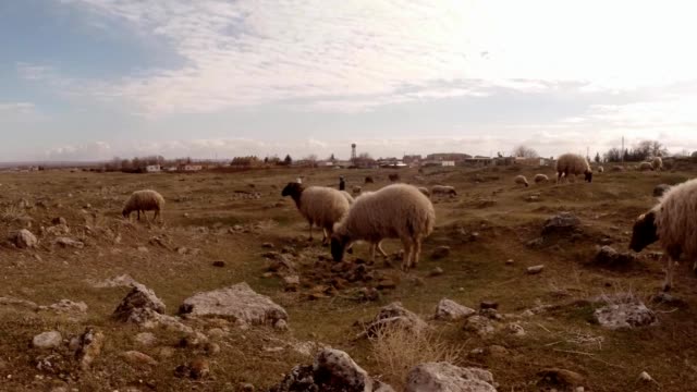 Pastor-POV-mira-el-rebaño-de-ovejas-en-la-vista-de-la-colina-de-la-primera-persona