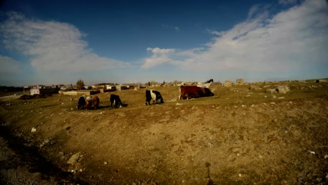 Ziegen-grasen-auf-steinigem-Gelände-am-Stadtrand-von-einer-alten-arabischen-Stadt-im-Süden-der-Türkei