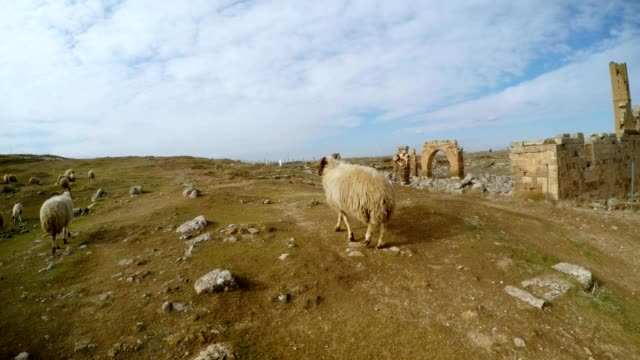 POV-ovejas-camina,-restos-del-alminar,-ruinas-de-fecha-Harran-Universidad-sur-de-Turquía,-frontera-con-Siria