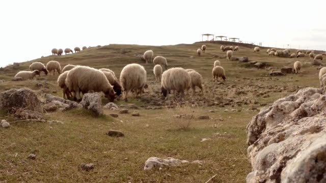 POV-alguien-está-cuidando-un-rebaño-de-ovejas-en-una-colina-sobre-las-ruinas-de-una-antigua-fortaleza