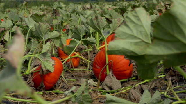 field-of-large-orange-pumpkins